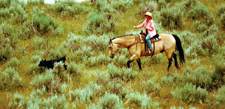 USA-Montana-Big Belt Mountains Cattle Drive